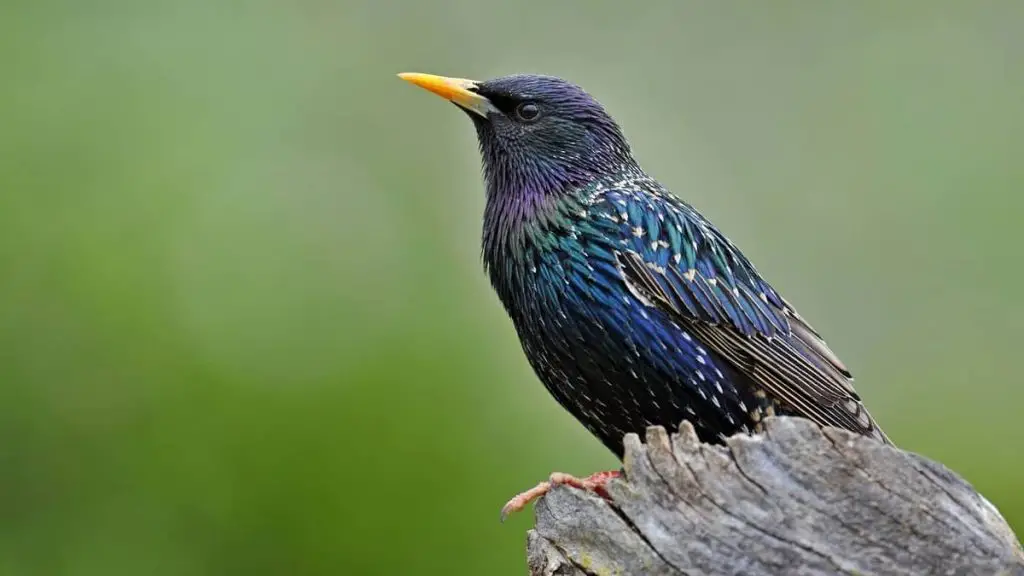 Birds Native To Utah - Avifauna Watch Out For In Your State