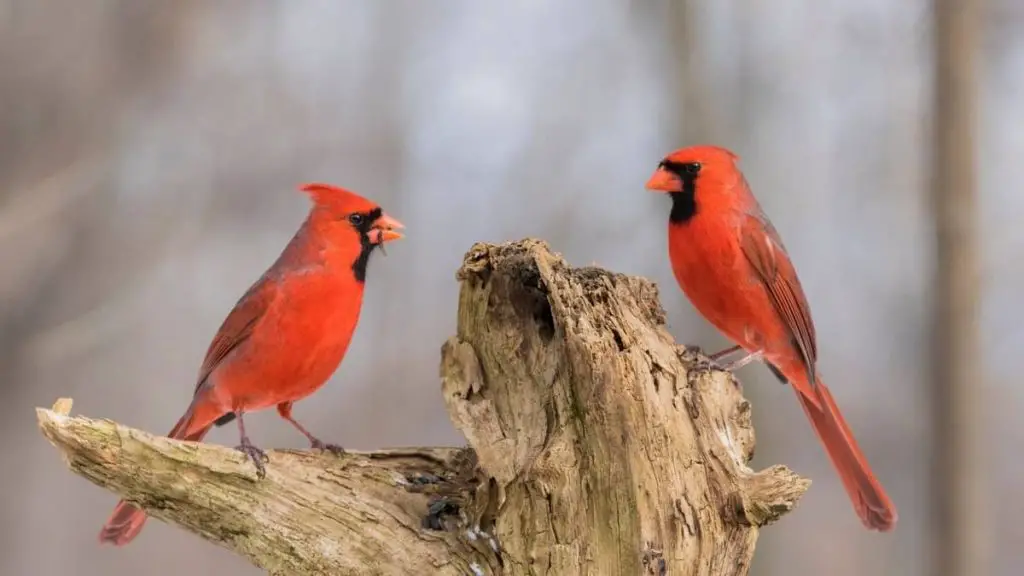 Birds Of North Texas Identification