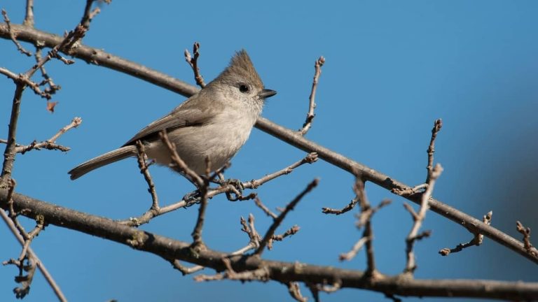 Common Birds In Southern California – Birdwatching Galore!