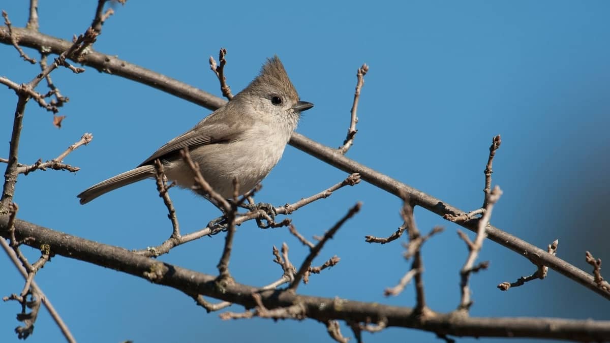 Common Birds In Southern California
