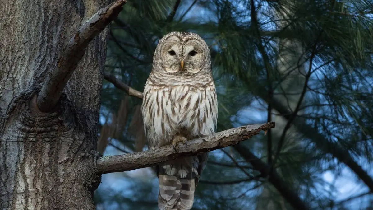 How To Attract Barred Owls