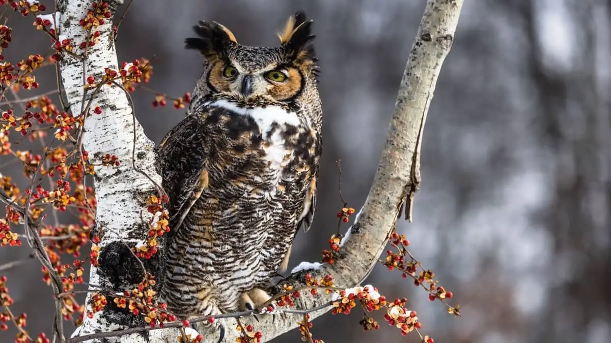 How To Attract Great Horned Owls