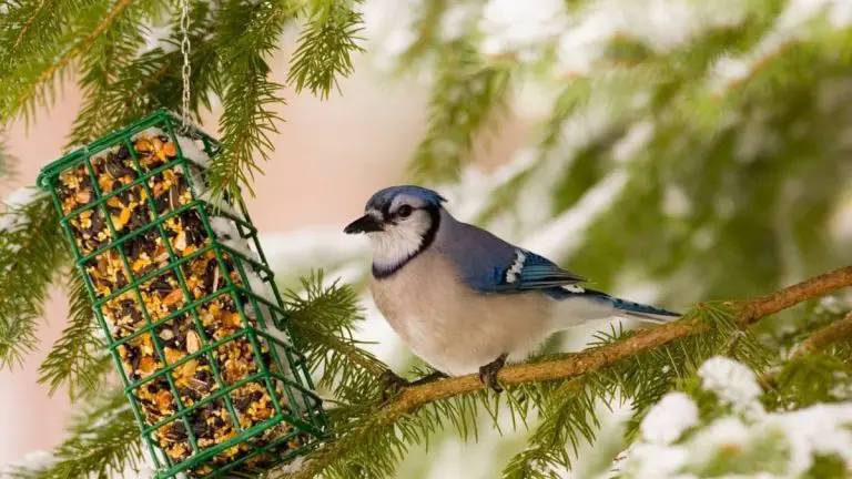 How To Hang A Suet Feeder And Attract More Birds!