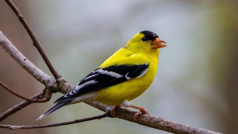 What Kind Of Bird Is Yellow And Black – Goldfinch Or Yellow Blackbird?