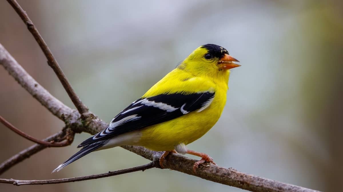What Kind Of Bird Is Yellow And Black