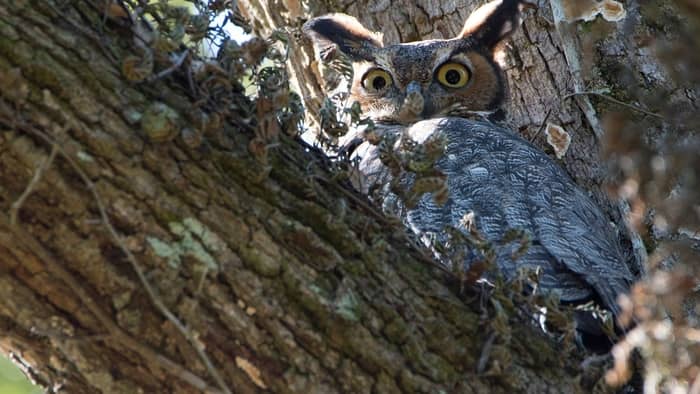  attracting great horned owls