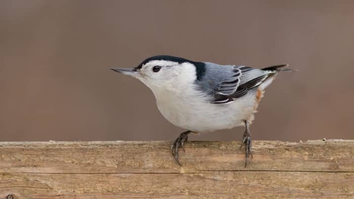 backyard birds of southern california