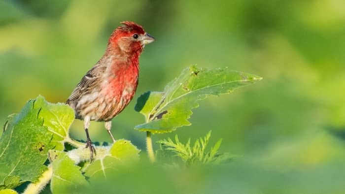 birds in utah