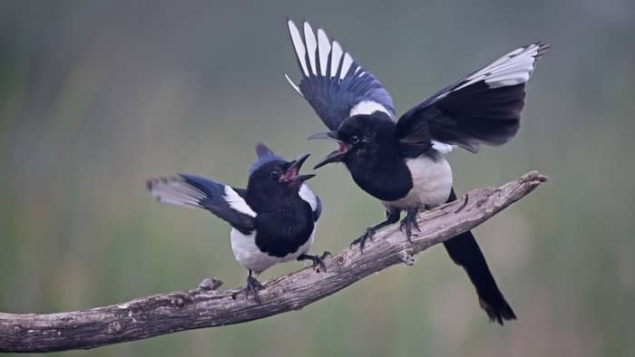 birds of utah