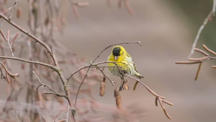 black bird with yellow stripe on wing