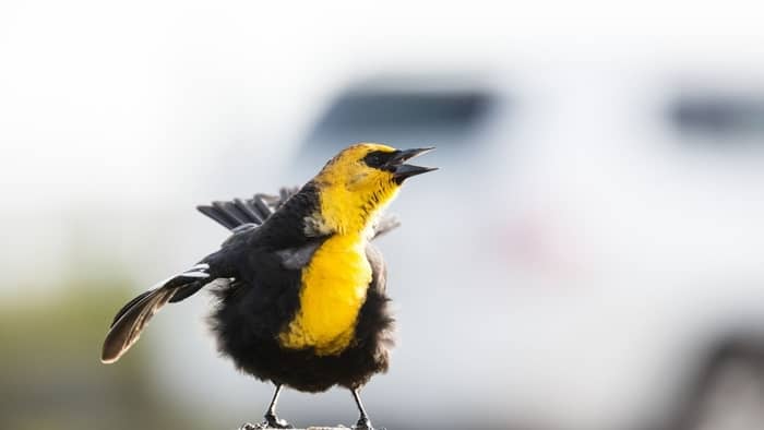 bright yellow bird with black wings