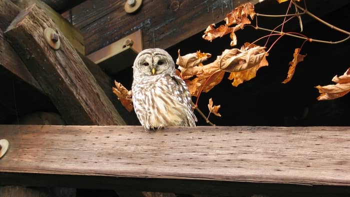 how to attract owls to your yard
