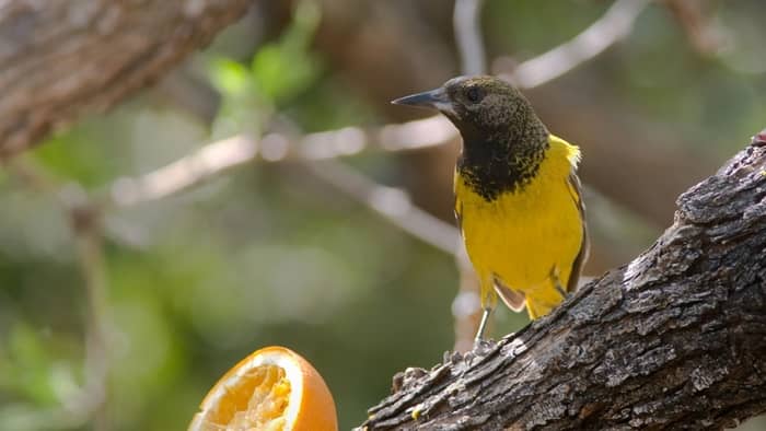 small yellow bird with black head