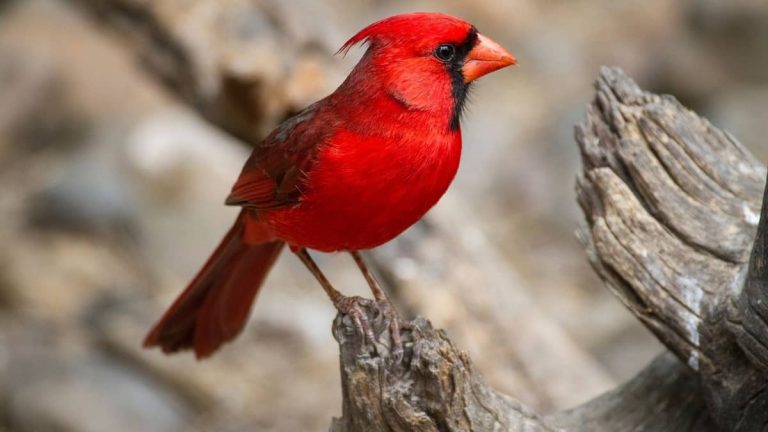Birds Of Southwest Ohio – the Unique Birding Edition