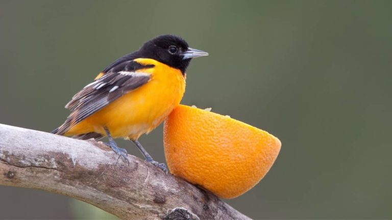 Birds That Like Oranges – Fruits for Backyard Birds
