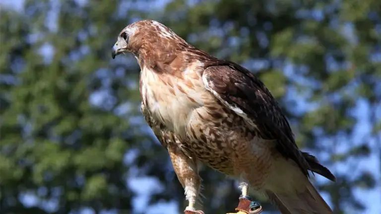Interesting Facts About Red Tail Hawks – Red Tail 101