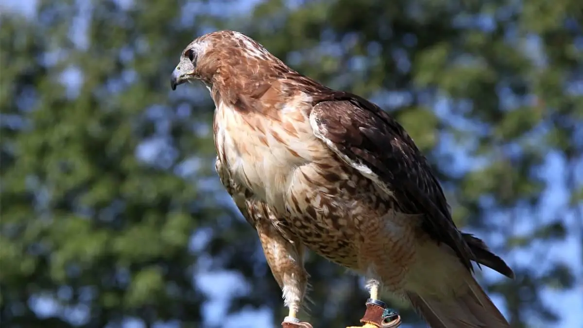 Interesting Facts About Red Tail Hawks