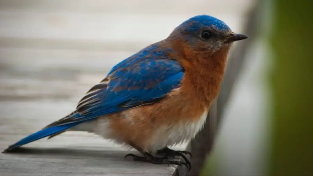 Small Birds In Michigan