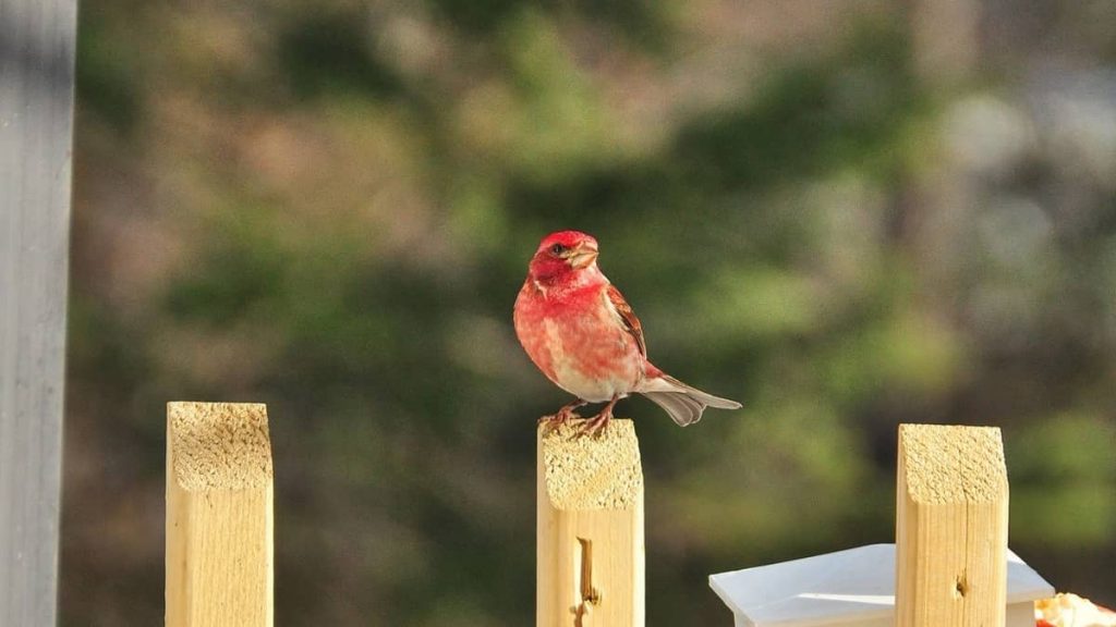 What Do House Finches Eat - House Finch 101