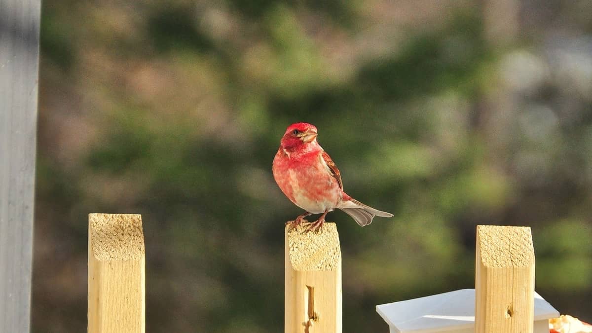 What Do House Finches Eat