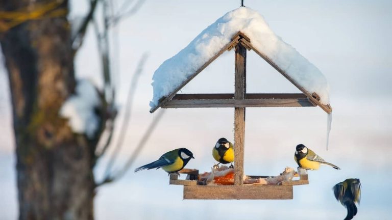 Why Aren’t Birds Coming To My Feeder – Set Up A Feeder The Right Way