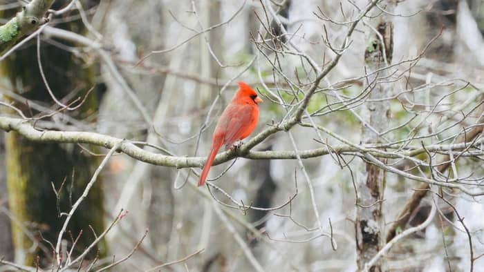  bird identification kansas