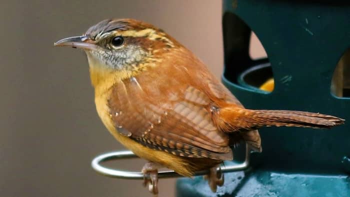 bird identification south carolina