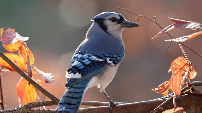 birds of iowa