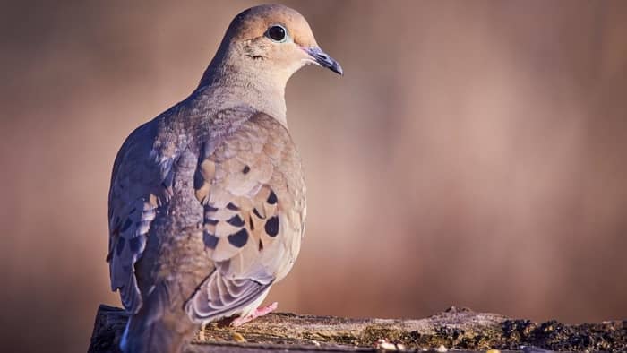 birds of ohio