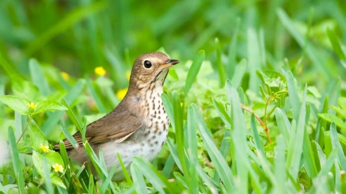  california native birds