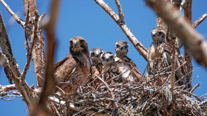  facts about red tailed hawks