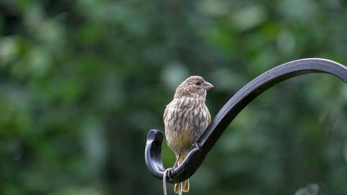  house finch food
