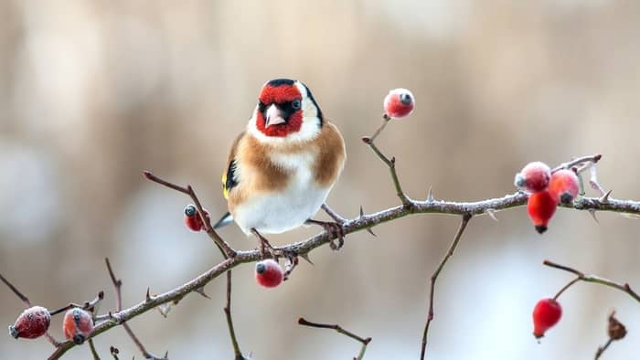  ittle brown bird with red head