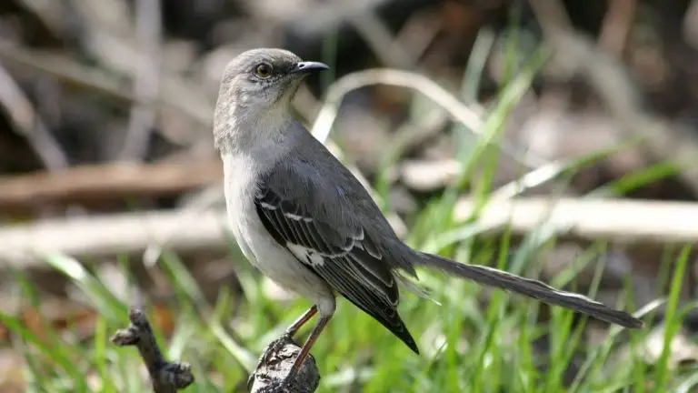How Many Sounds Can A Mockingbird Make? Here’s The Answer!