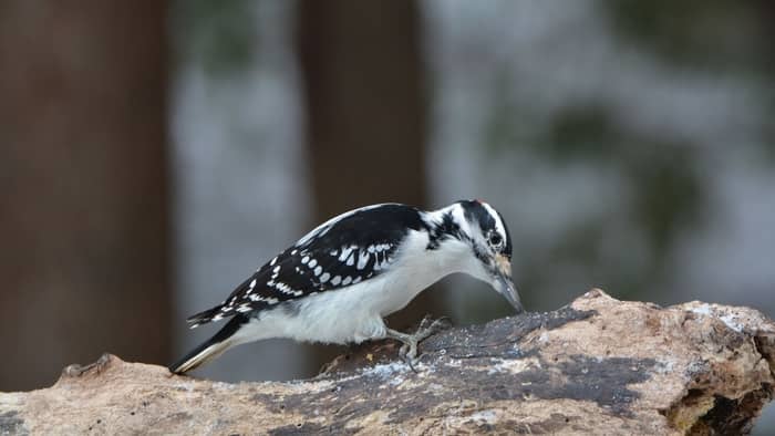  Tenessee woodpeckers