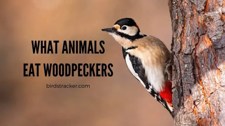 What Animals Eat Woodpeckers – 5 Predators To Watch Out For