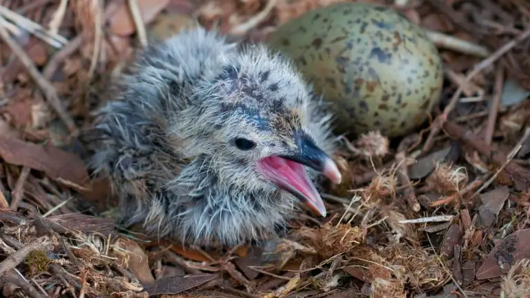 What Does Baby Birds Eat Besides Worms? A Complete Diet Guide