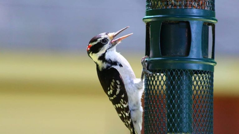 What To Feed Woodpeckers – Peckerwood Diet 101