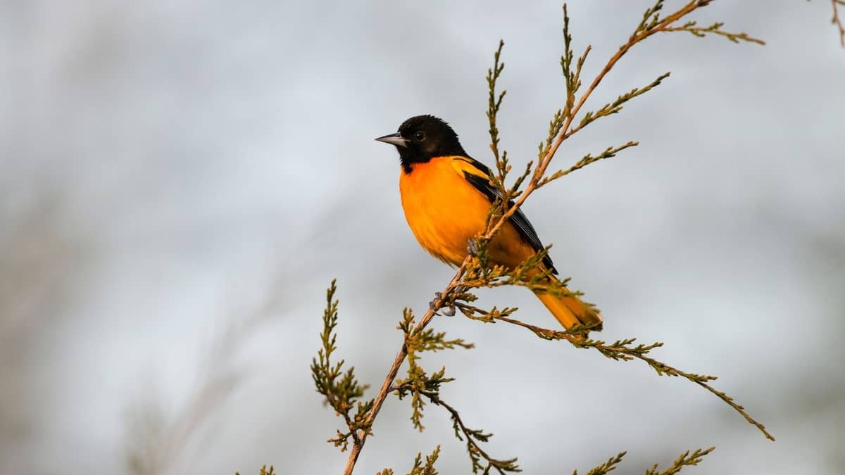 When Do Orioles Come To Wisconsin