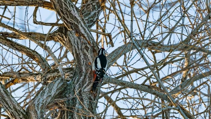 Why Do Woodpeckers Peck At Trees 