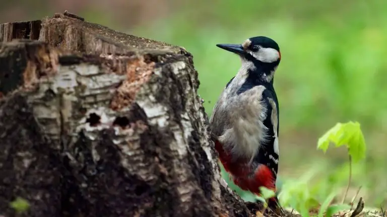 Why Do Woodpeckers Peck At Trees – The Mystery Resolved!
