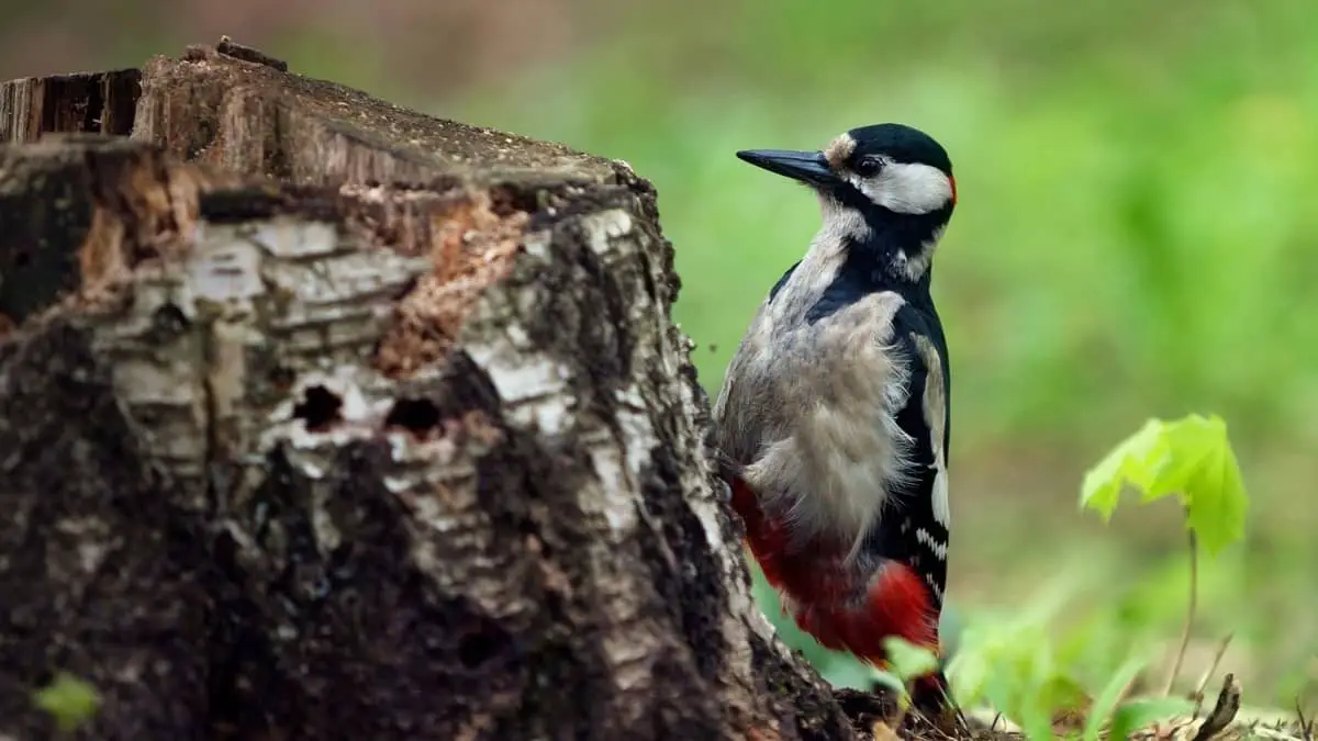 Why Do Woodpeckers Peck At Trees