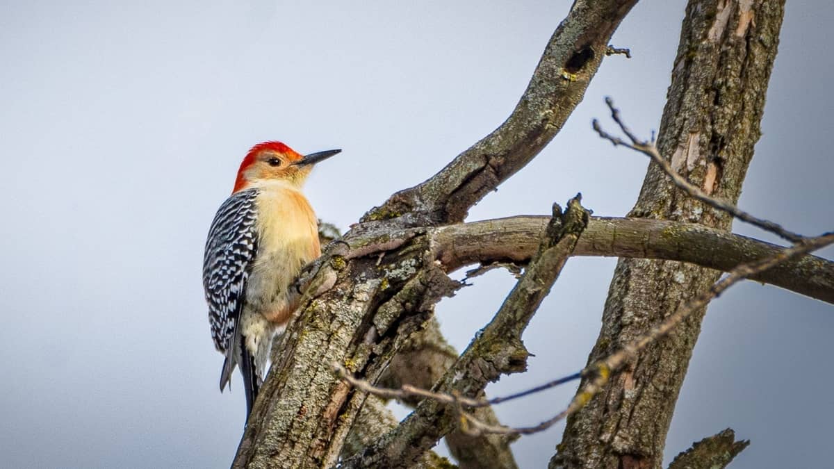 Woodpeckers In East Tennessee