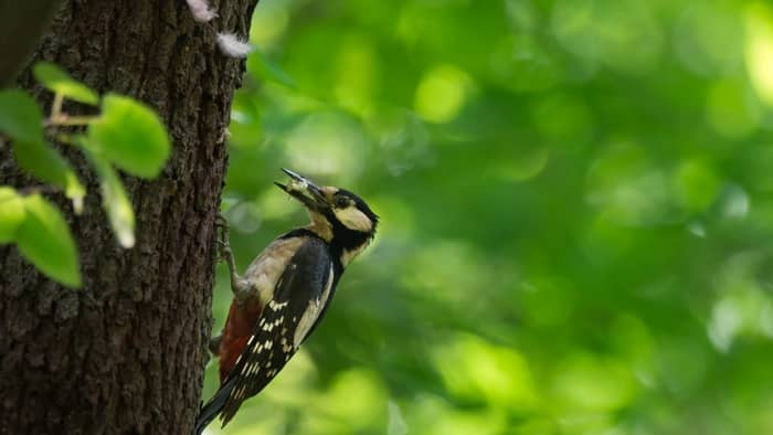  are woodpeckers carnivores