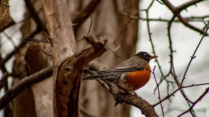  common birds in wisconsin