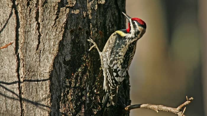  different kinds of woodpeckers