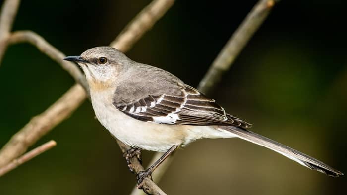 do female mockingbirds sing