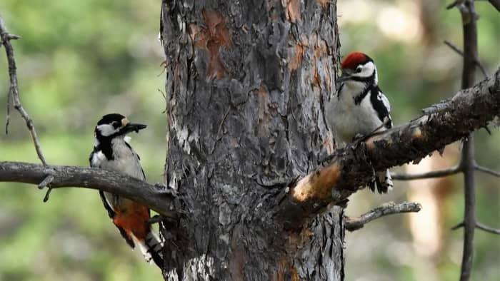  do woodpeckers damage trees