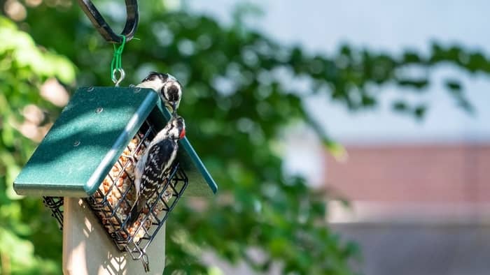  do woodpeckers eat baby birds