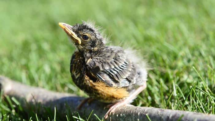  how much do baby birds eat